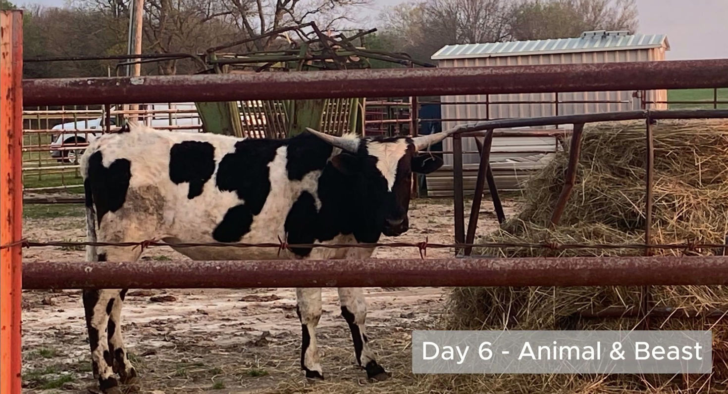 Day 6 - Animal & Beast